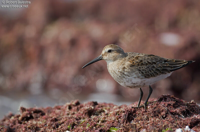 Dunlin