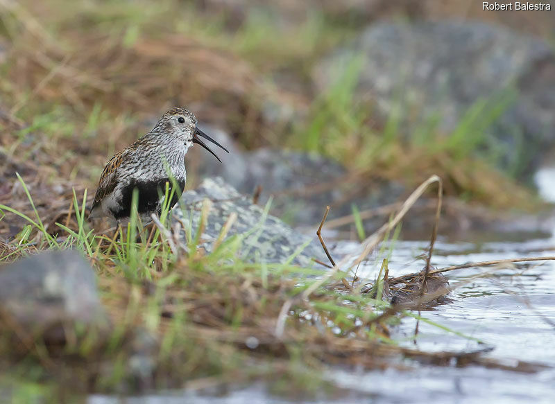 Bécasseau variable