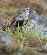 Dunlin