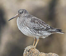 Purple Sandpiper