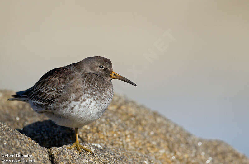 Purple Sandpiperadult post breeding, identification