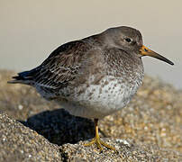 Purple Sandpiper