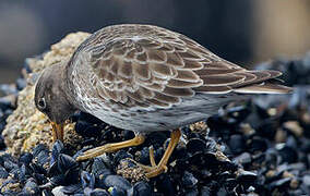 Purple Sandpiper