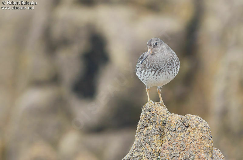 Purple Sandpiper