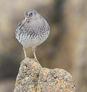 Purple Sandpiper