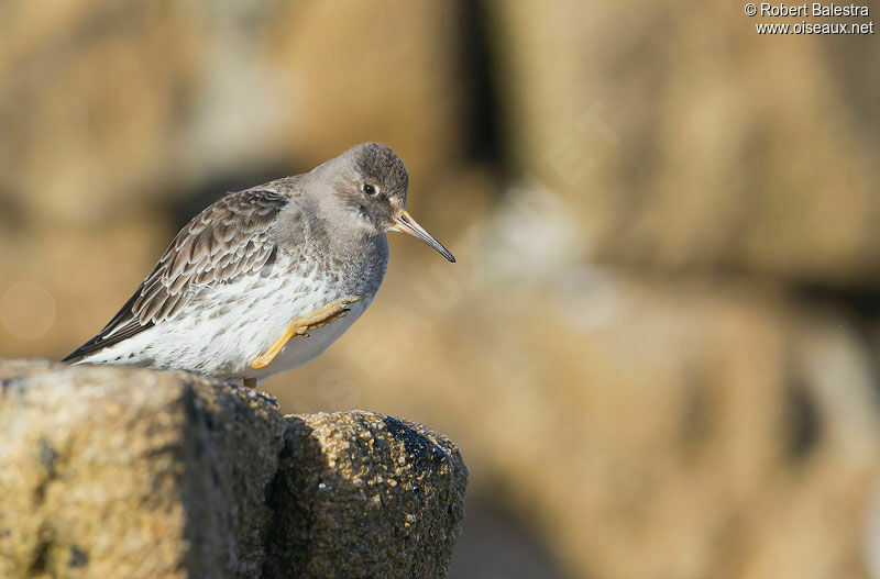 Purple Sandpiper