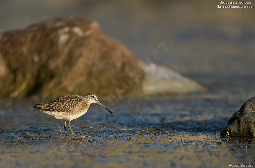 Short-billed Dowitcher