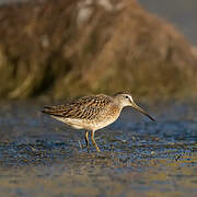 Short-billed Dowitcher