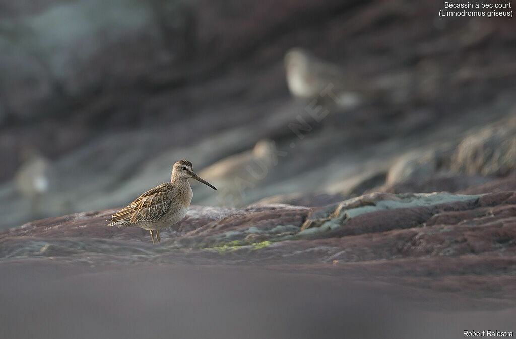 Short-billed Dowitcher