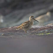 Short-billed Dowitcher