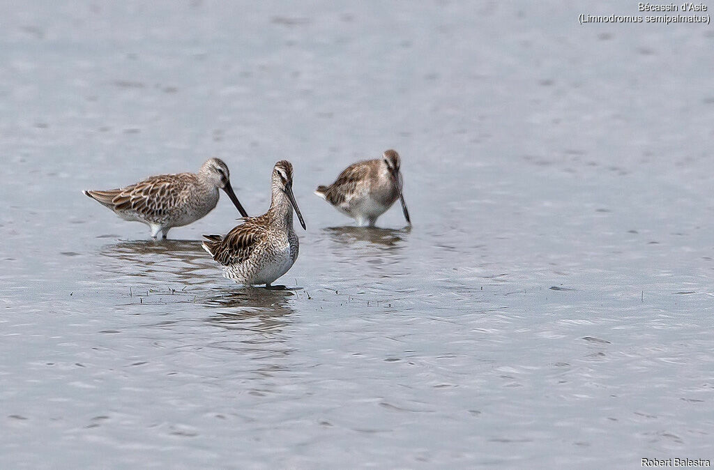 Asian Dowitcher