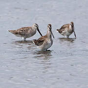 Asian Dowitcher