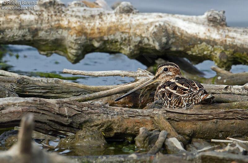 Common Snipe