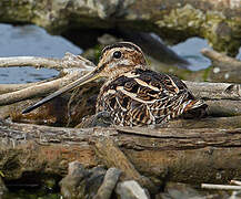 Common Snipe