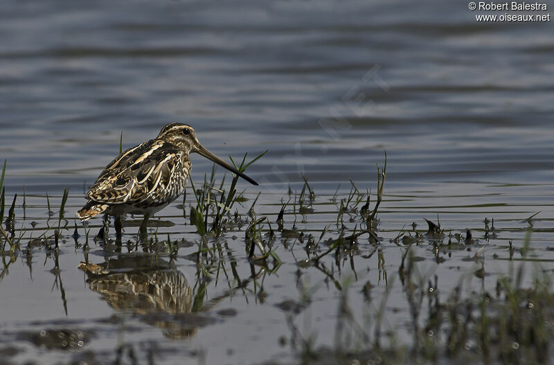 Common Snipe