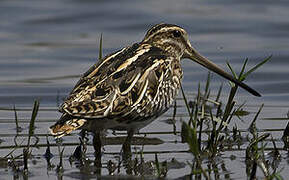 Common Snipe