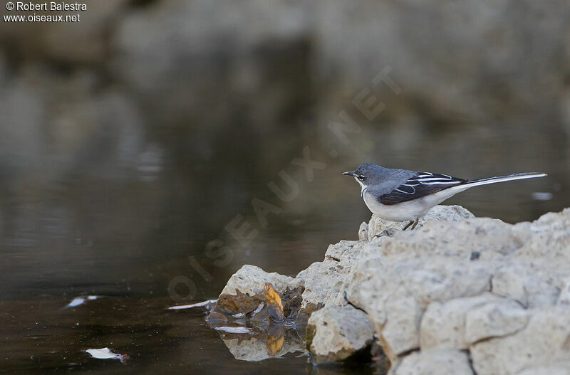 Mountain Wagtail