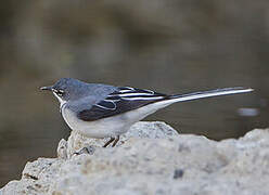 Mountain Wagtail