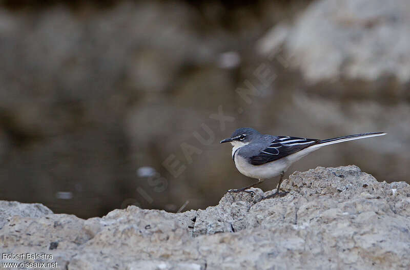 Mountain Wagtailadult, identification