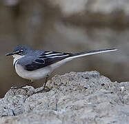 Mountain Wagtail