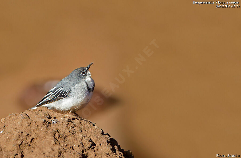 Mountain Wagtail