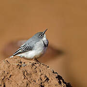 Mountain Wagtail