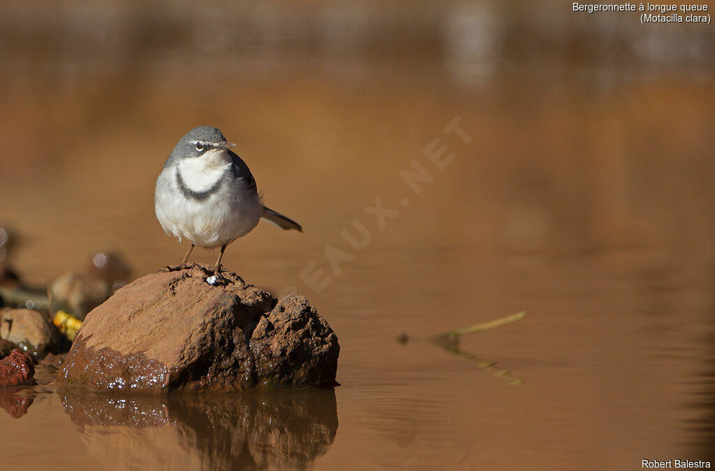 Mountain Wagtail