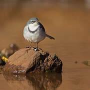 Mountain Wagtail