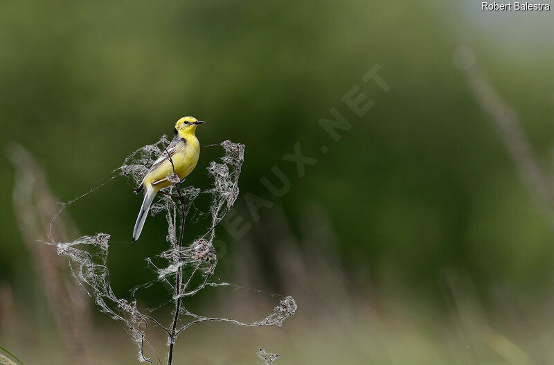 Citrine Wagtail