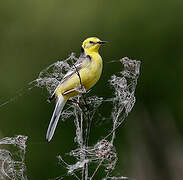 Citrine Wagtail