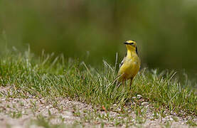 Citrine Wagtail