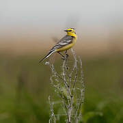 Citrine Wagtail