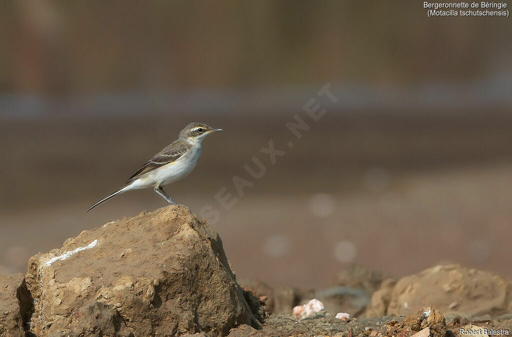 Eastern Yellow Wagtail