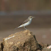 Eastern Yellow Wagtail