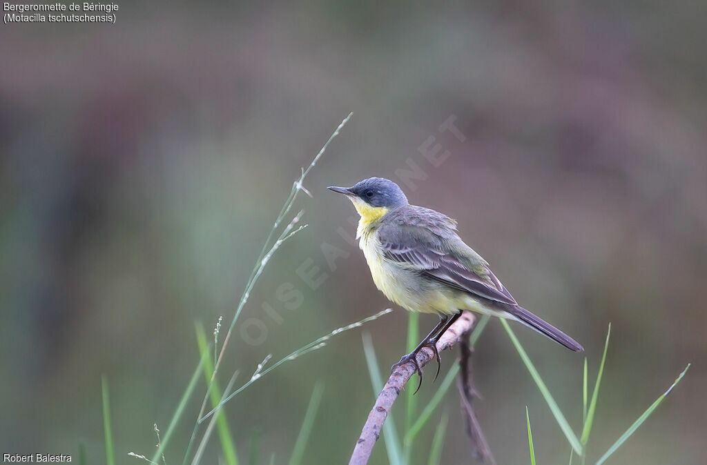 Eastern Yellow Wagtail