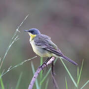 Eastern Yellow Wagtail