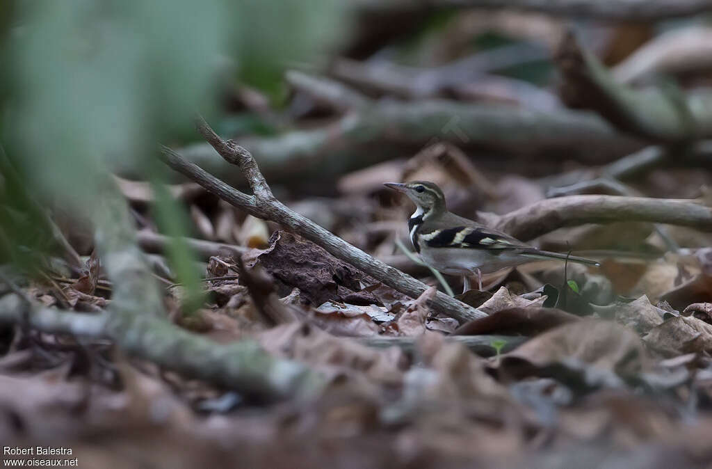 Bergeronnette de forêtadulte, habitat, camouflage, pigmentation