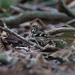 Bergeronnette de forêt