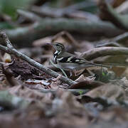 Forest Wagtail