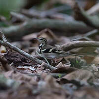 Bergeronnette de forêt