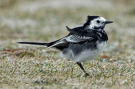 White Wagtail (yarrellii)