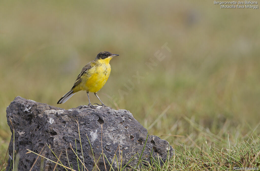 Western Yellow Wagtail (feldegg)