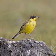 Western Yellow Wagtail (feldegg)