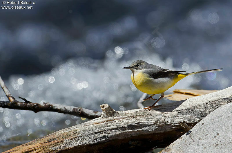 Grey Wagtail