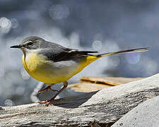 Grey Wagtail