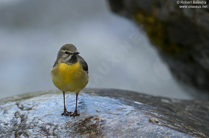 Grey Wagtail