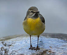 Grey Wagtail