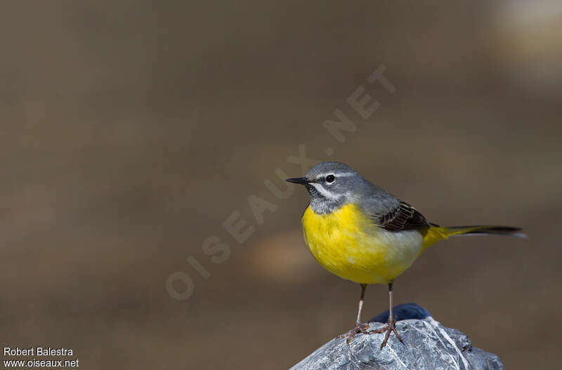 Grey Wagtail male adult, close-up portrait