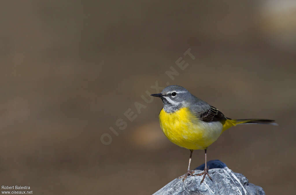 Grey Wagtail male adult, close-up portrait