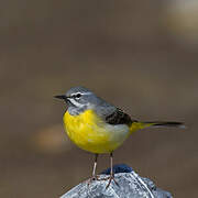 Grey Wagtail